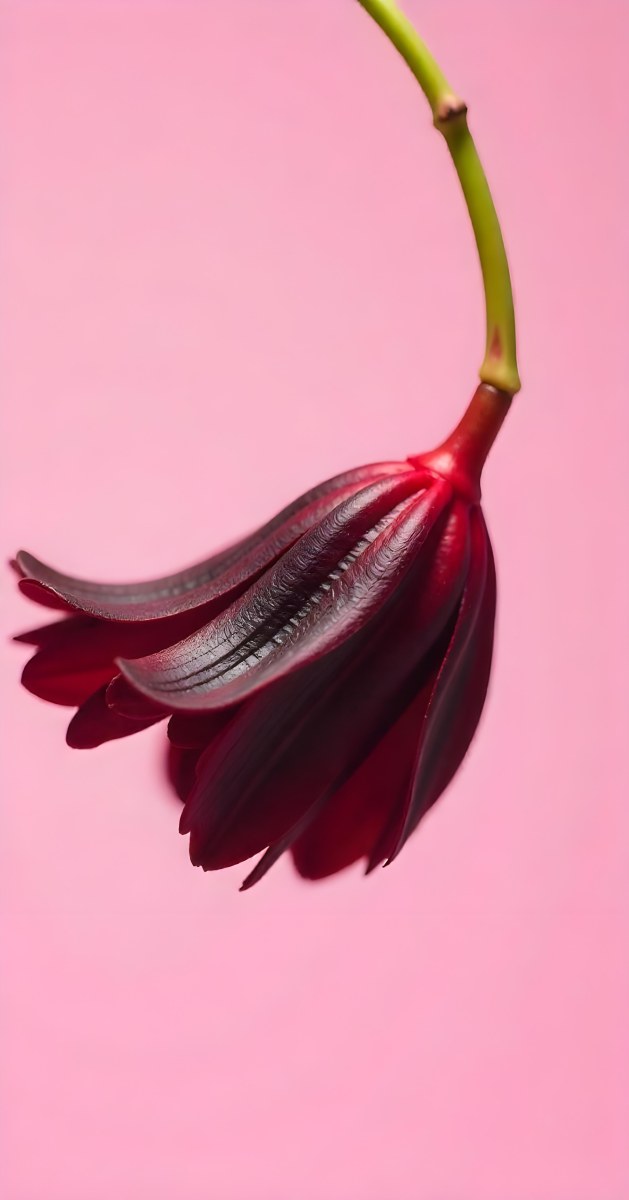 A Dark Red Flower With A Red Stem The Flower Is Upside Down The Background Is Pink Studio Shot Macro Photography High Resolution 14 3653