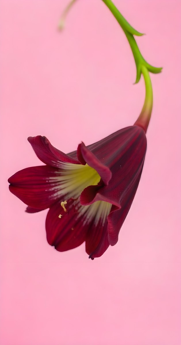 A Dark Red Flower With A Red Stem The Flower Is Upside Down The Background Is Pink Studio Shot Macro Photography High Resolution 16 Af7d