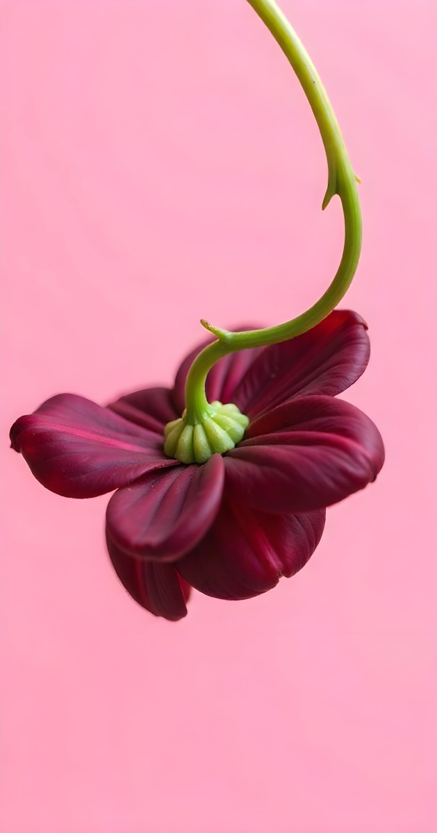A Dark Red Flower With A Red Stem The Flower Is Upside Down The Background Is Pink Studio Shot Macro Photography High Resolution 19 9f84