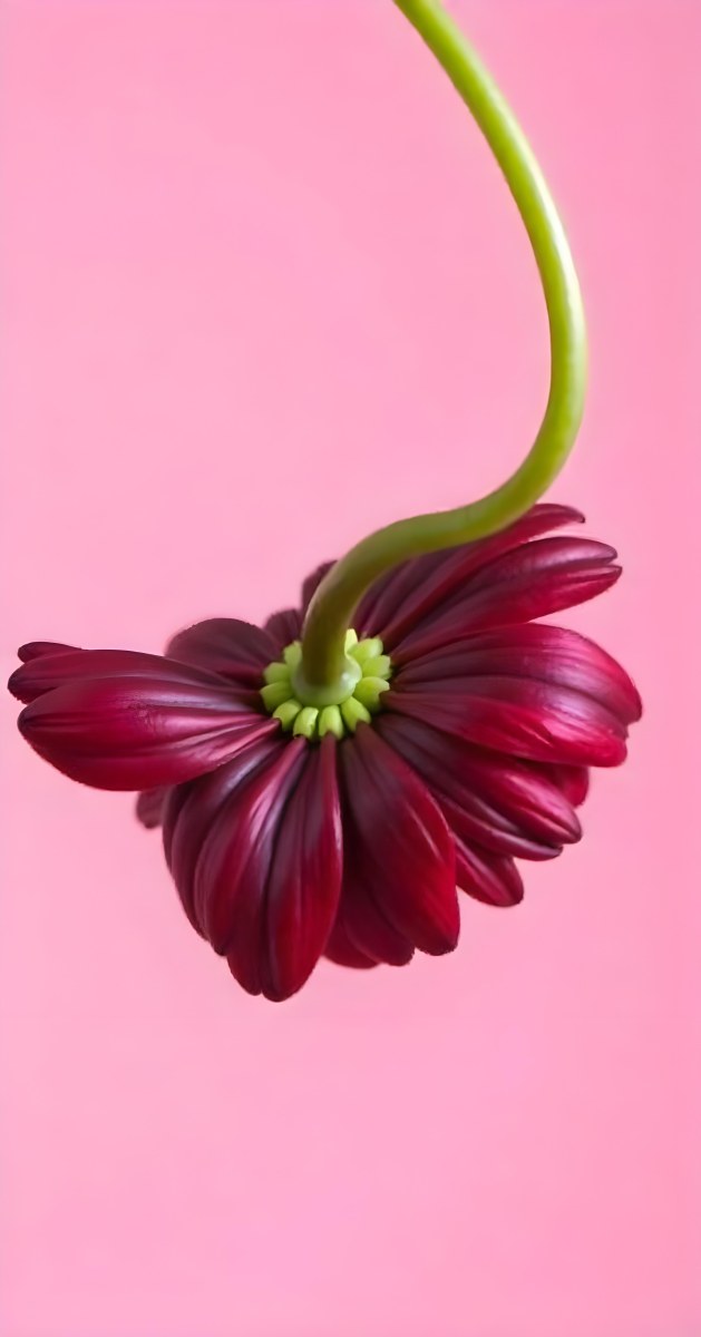 A Dark Red Flower With A Red Stem The Flower Is Upside Down The Background Is Pink Studio Shot Macro Photography High Resolution 21 19a4
