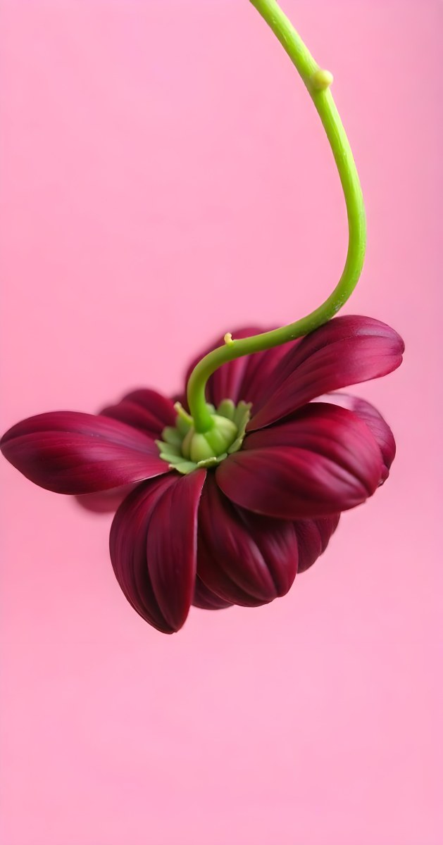 A Dark Red Flower With A Red Stem The Flower Is Upside Down The Background Is Pink Studio Shot Macro Photography High Resolution 26 Cebc