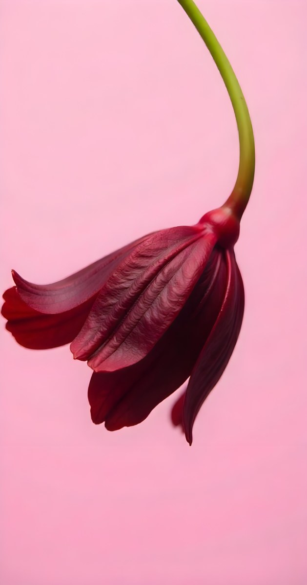 A Dark Red Flower With A Red Stem The Flower Is Upside Down The Background Is Pink Studio Shot Macro Photography High Resolution 7 42cb