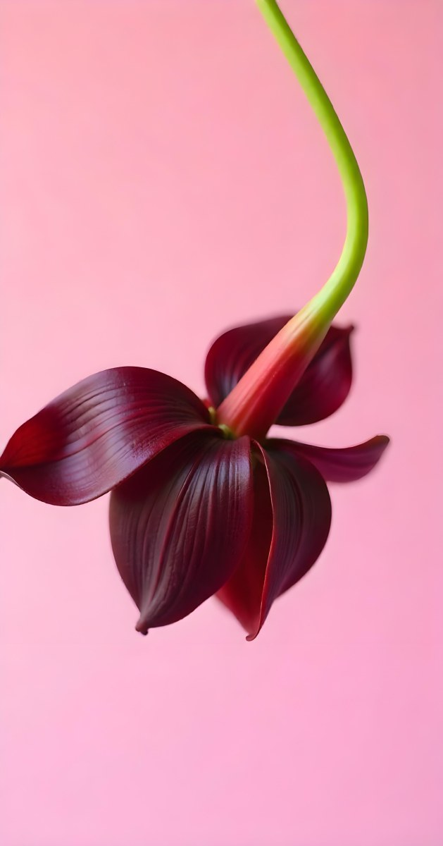 A Dark Red Flower With A Red Stem The Flower Is Upside Down The Background Is Pink Studio Shot Macro Photography High Resolution 8 A47b