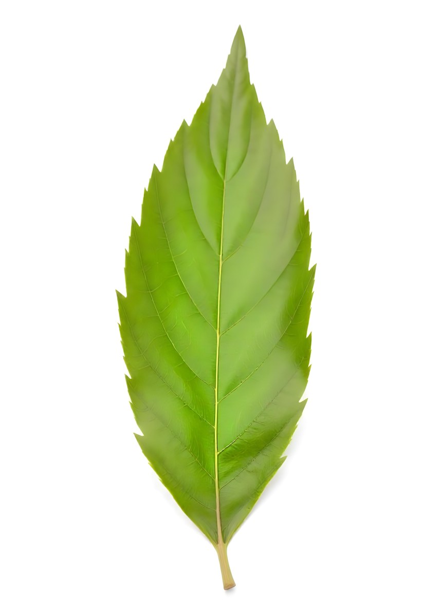 A Green Leaf With Serrated Edges Showcasing Its Intricate Vein Patterns And Vibrant Color Isolated Against A Clean White Background 60 9e43