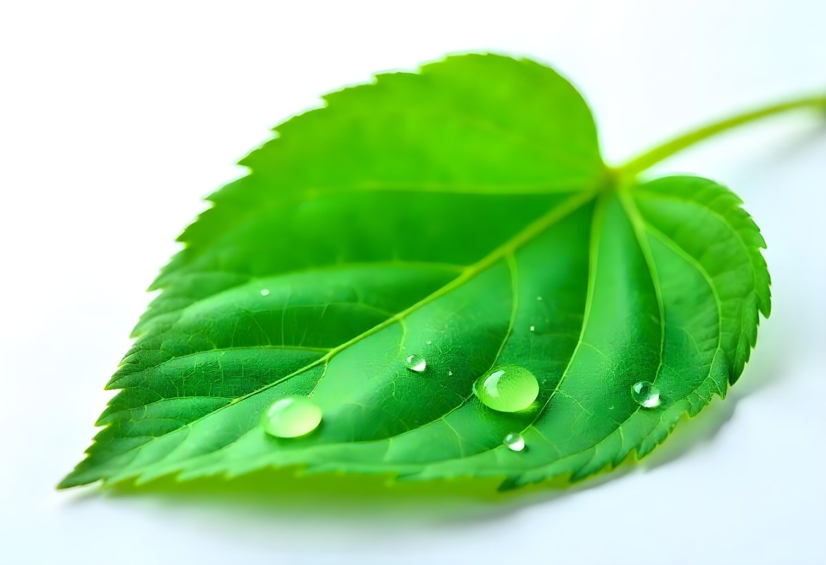 A Green Leaf With Water Drops On A White Background Detailed Veins Smooth Texture Vibrant Color Studio Lighting Macro Photography 19 E3a2