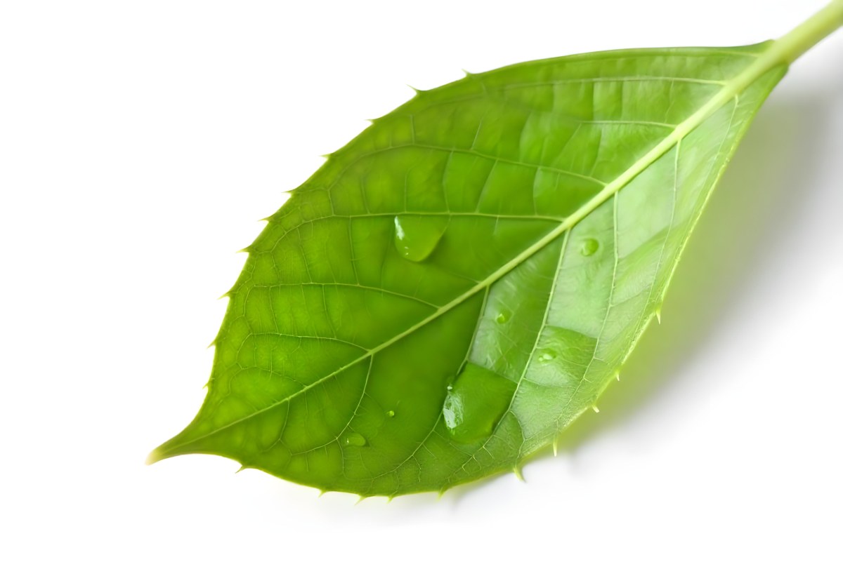 A Green Leaf With Water Drops On A White Background Detailed Veins Smooth Texture Vibrant Color Studio Lighting Macro Photography 26 C1ef