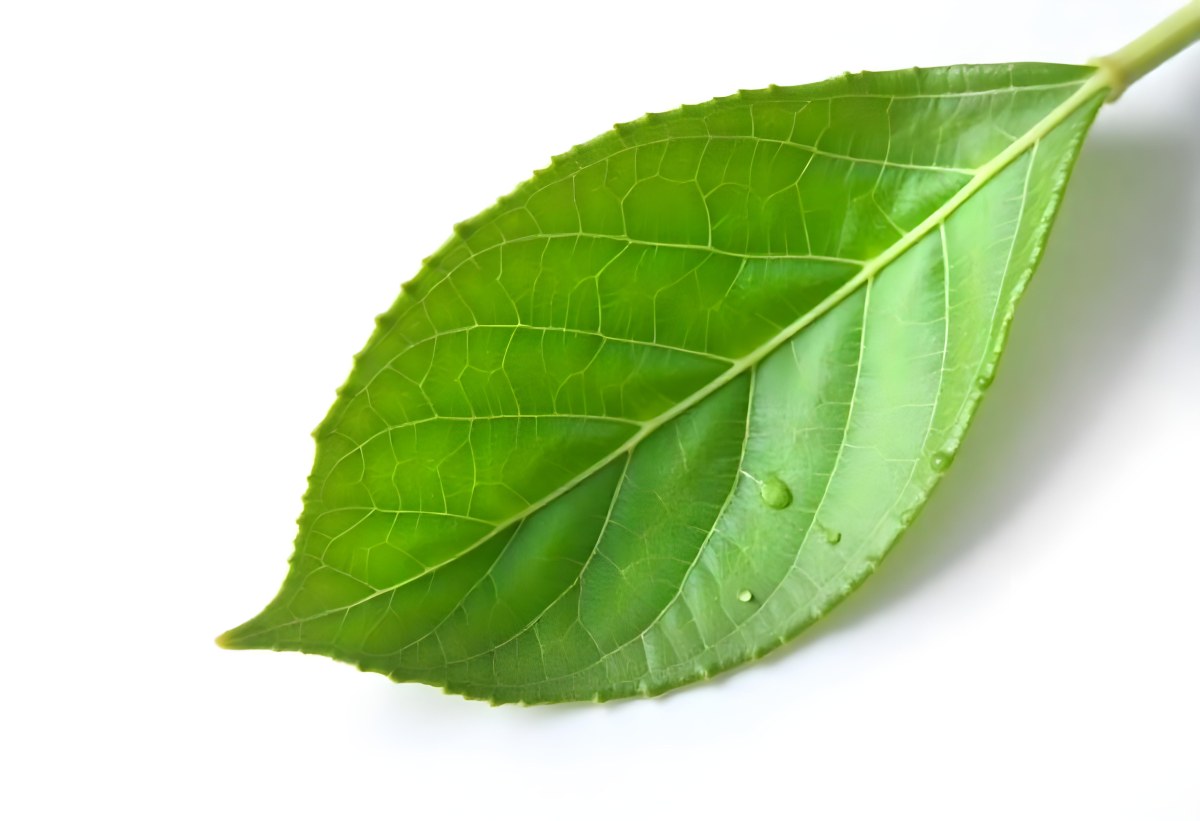 A Green Leaf With Water Drops On A White Background Detailed Veins Smooth Texture Vibrant Color Studio Lighting Macro Photography 3 8aab