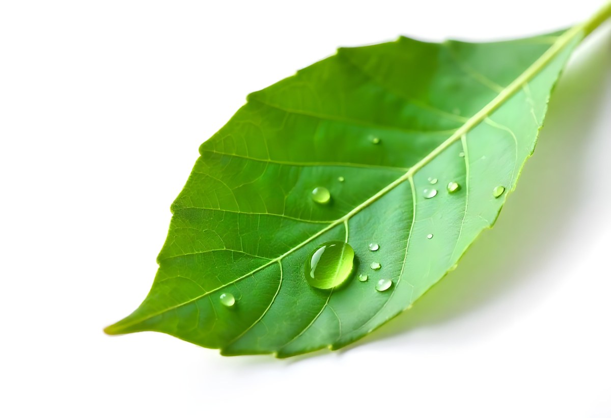 A Green Leaf With Water Drops On A White Background Detailed Veins Smooth Texture Vibrant Color Studio Lighting Macro Photography 33 42b3