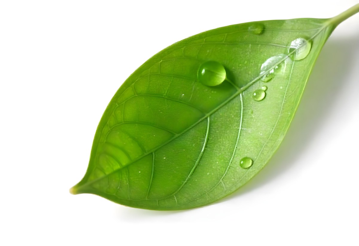 A Green Leaf With Water Drops On A White Background Detailed Veins Smooth Texture Vibrant Color Studio Lighting Macro Photography 37 A78d