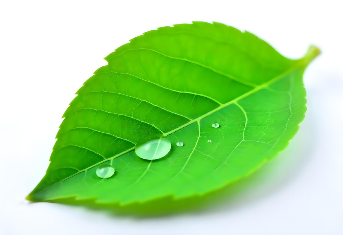A Green Leaf With Water Drops On A White Background Detailed Veins Smooth Texture Vibrant Color Studio Lighting Macro Photography 38 C9f0