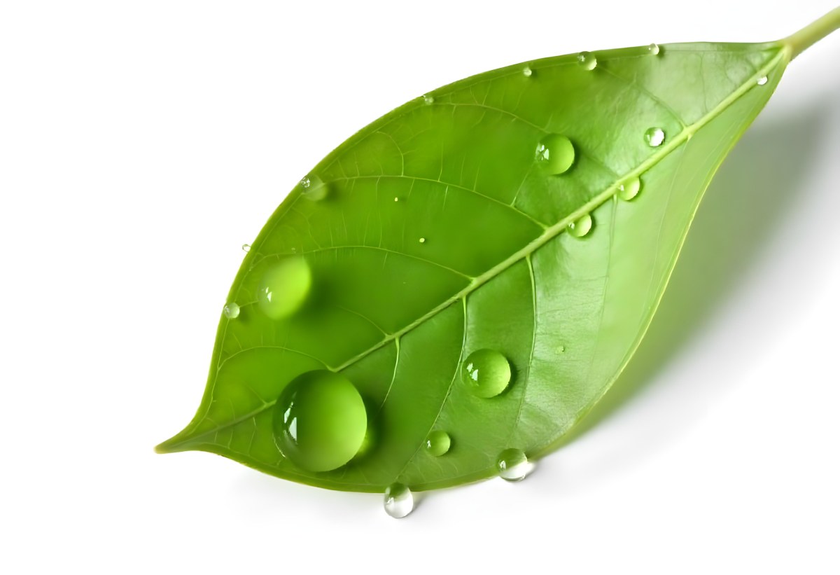A Green Leaf With Water Drops On A White Background Detailed Veins Smooth Texture Vibrant Color Studio Lighting Macro Photography 39 Ad03