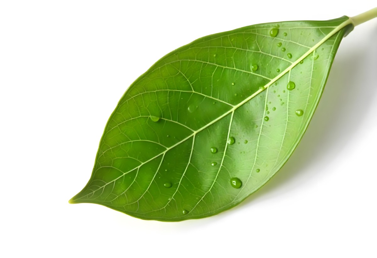 A Green Leaf With Water Drops On A White Background Detailed Veins Smooth Texture Vibrant Color Studio Lighting Macro Photography 4 C83f
