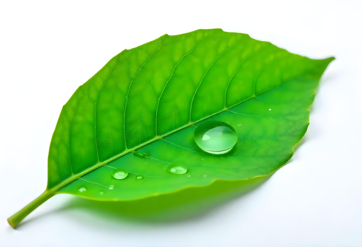 A Green Leaf With Water Drops On A White Background Detailed Veins Smooth Texture Vibrant Color Studio Lighting Macro Photography 40 A73c