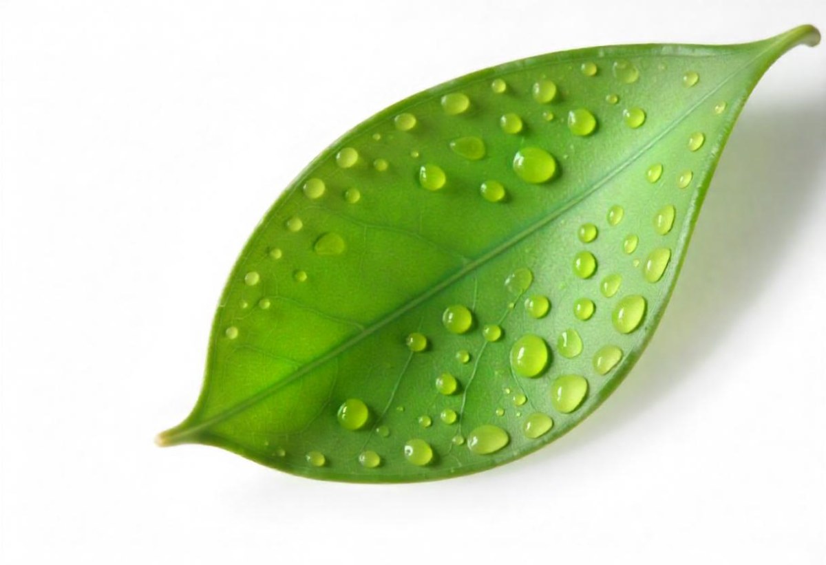 A Green Leaf With Water Drops On A White Background Detailed Veins Smooth Texture Vibrant Color Studio Lighting Macro Photography 41 F1fa