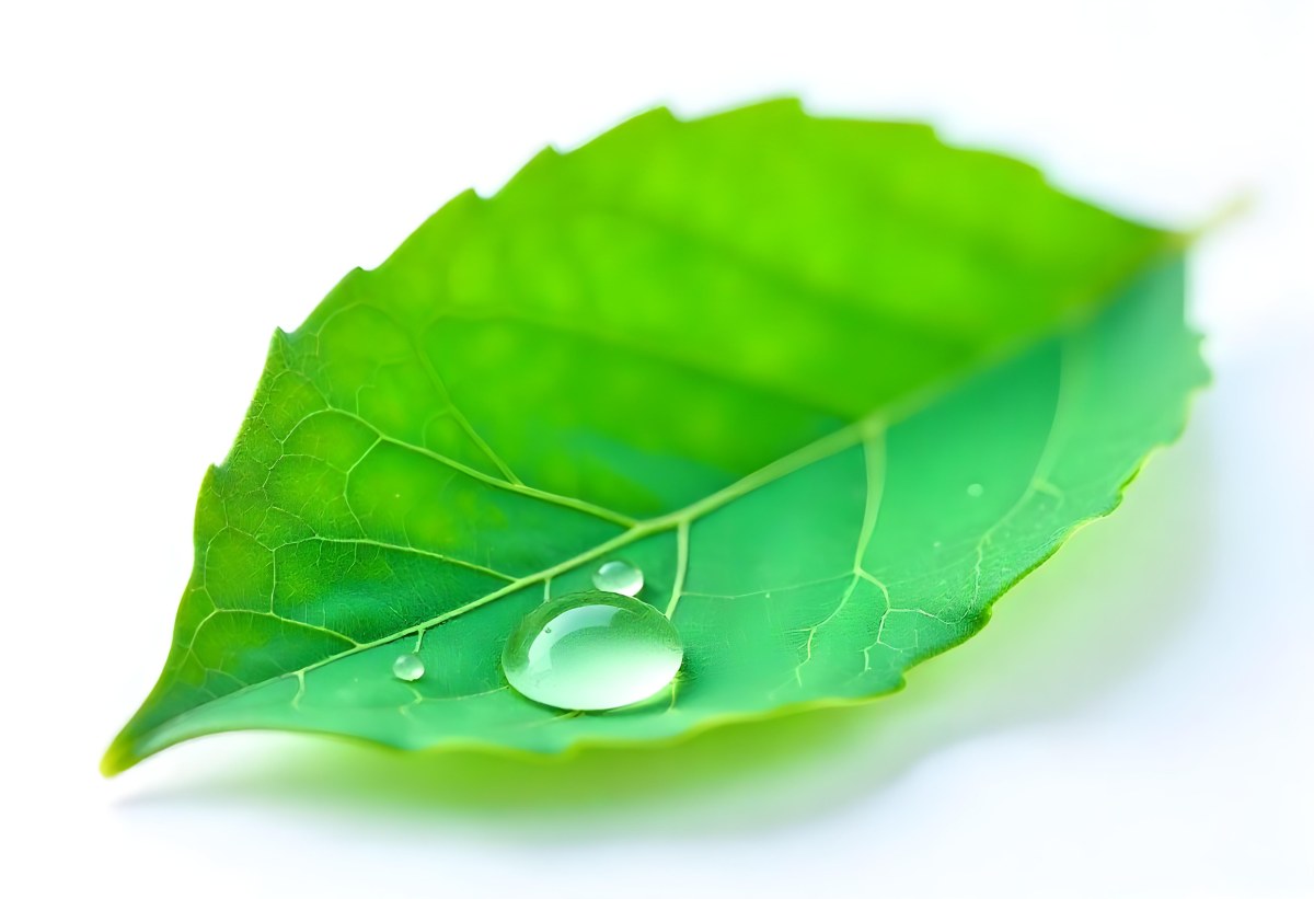 A Green Leaf With Water Drops On A White Background Detailed Veins Smooth Texture Vibrant Color Studio Lighting Macro Photography 44 Fc55