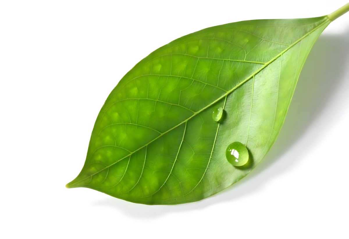 A Green Leaf With Water Drops On A White Background Detailed Veins Smooth Texture Vibrant Color Studio Lighting Macro Photography 6 1fe1