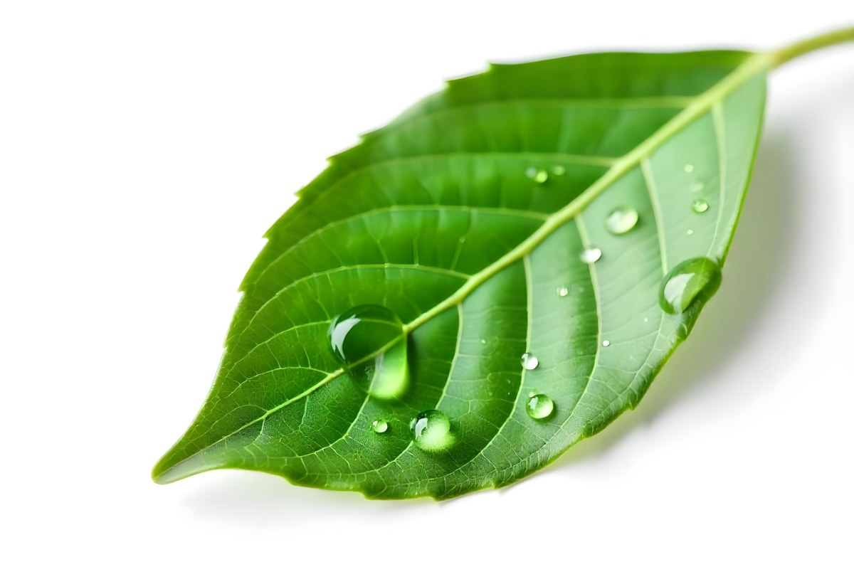 A Green Leaf With Water Drops On A White Background Detailed Veins Smooth Texture Vibrant Color Studio Lighting Macro Photography 7 833c