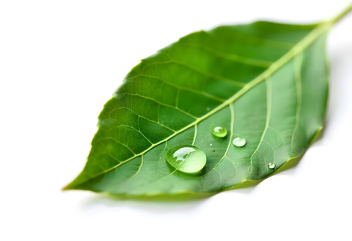 A Green Leaf With Water Drops On A White Background Detailed Veins Smooth Texture Vibrant Color Studio Lighting Macro Photography 9 6621