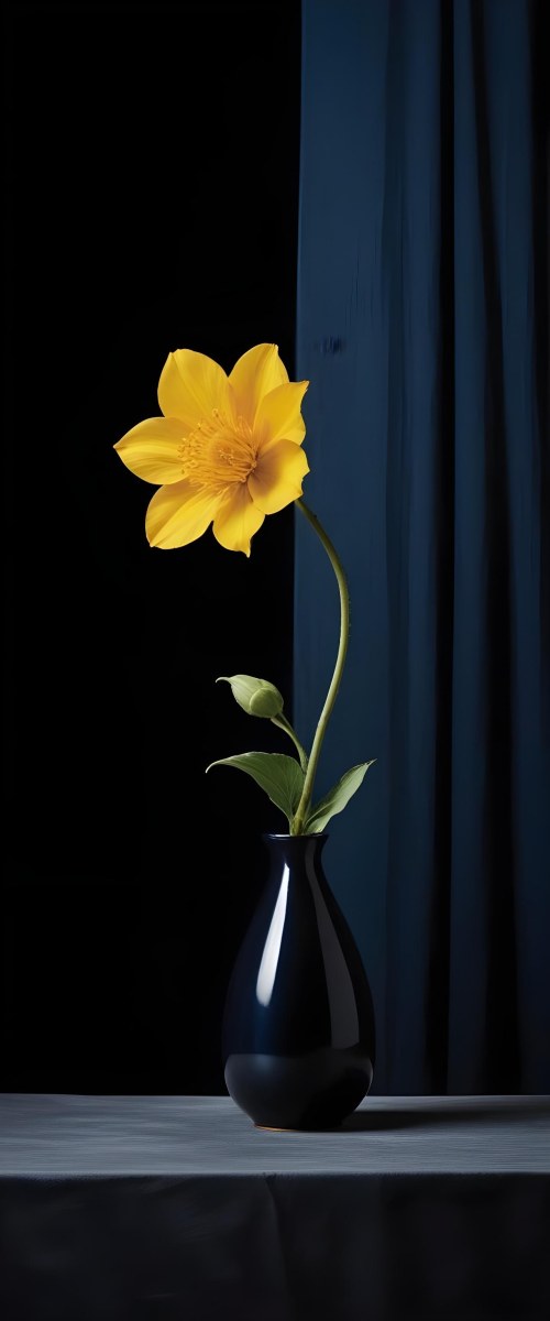 A Green Plant With Large Leaves In A Black Vase Against A Dark Background 29 5d23