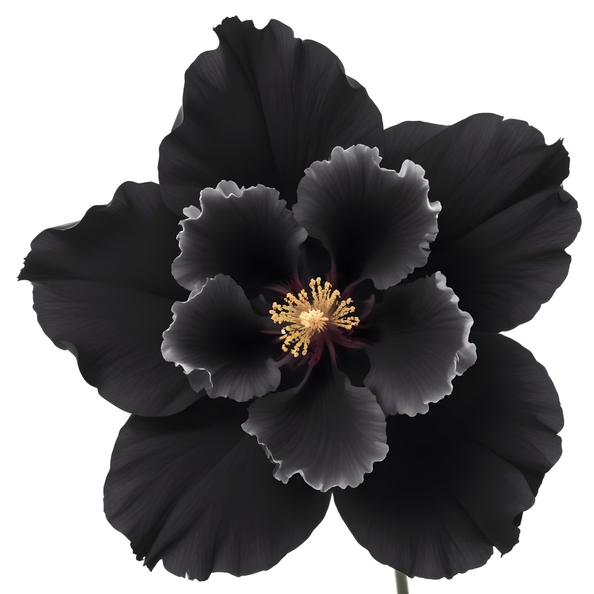A Large Black Flower With Delicate White Edges Resembling A Hibiscus Or Peony The Petals Have A Velvety Textured Appearance And The Center Contains A Cluster Of Small Dark Stamens 7 82bd