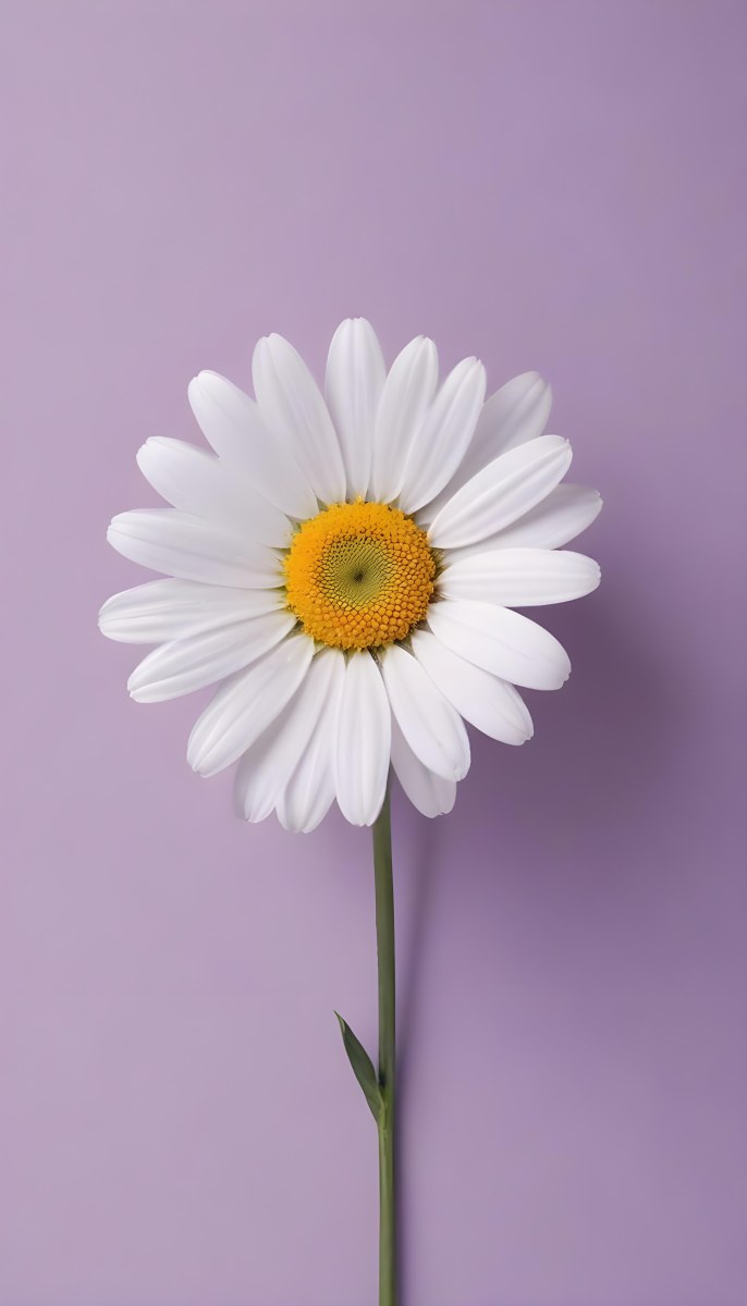 A Large White Daisy Flower With Yellow Center On A Purple Background 38 4f8e