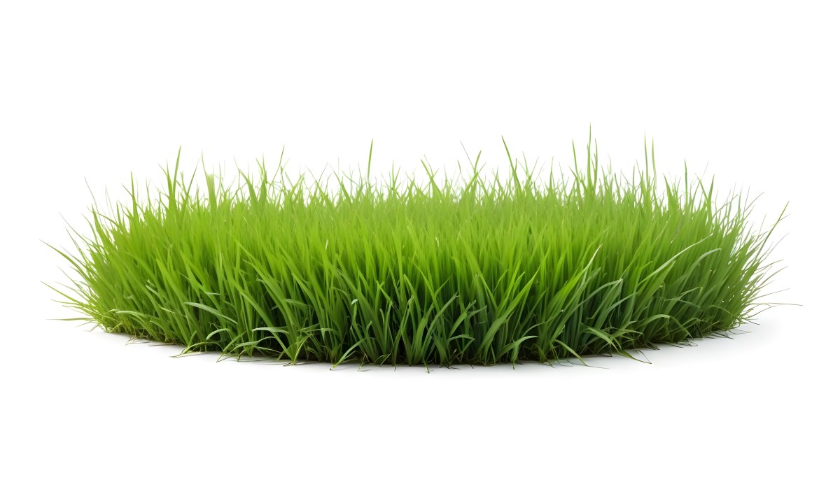 A Patch Of Green Grass Vibrant And Lush