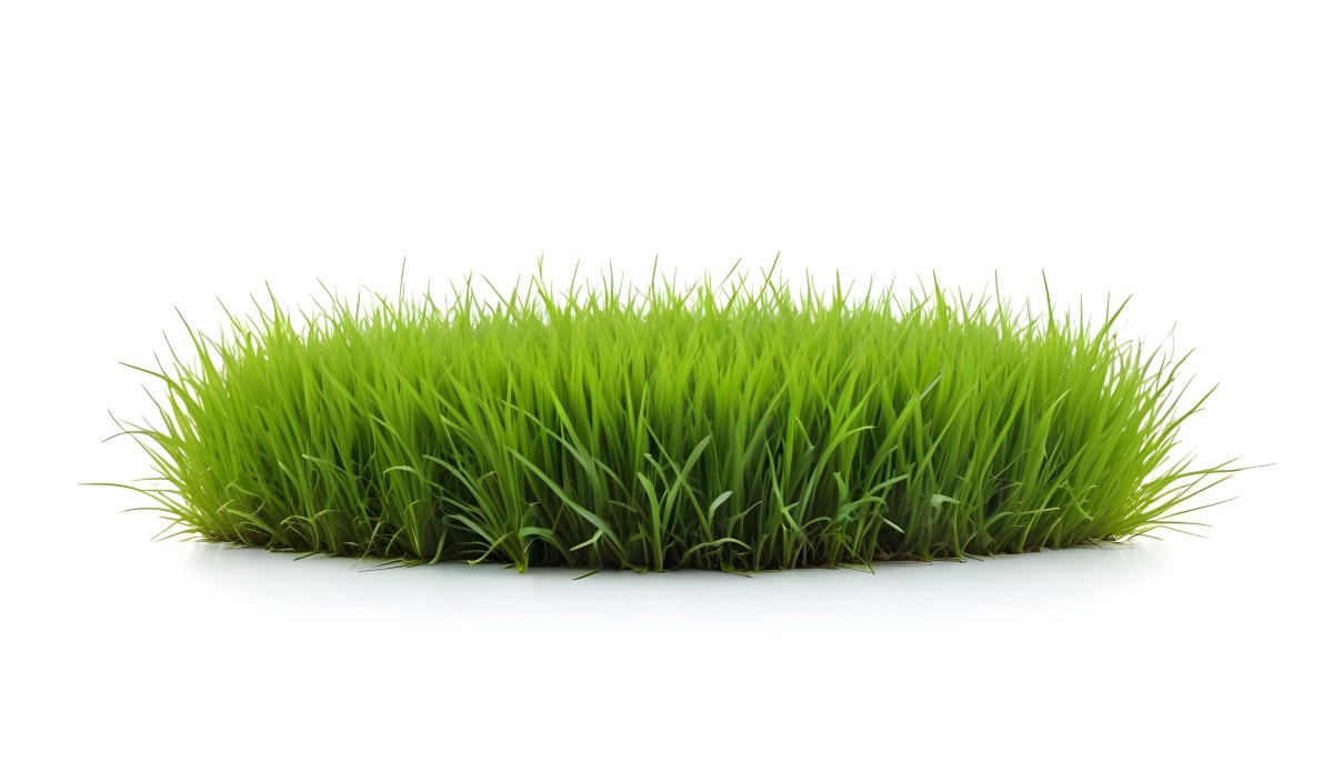 A Patch Of Green Grass Vibrant And Lush With Varying Shades Of Green Isolated On A White Background Creating A Clean And Simple Composition 12 6076