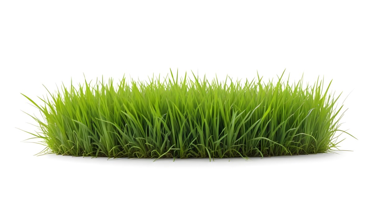 A Patch Of Green Grass Vibrant And Lush With Varying Shades Of Green Isolated On A White Background Creating A Clean And Simple Composition 19 53e2