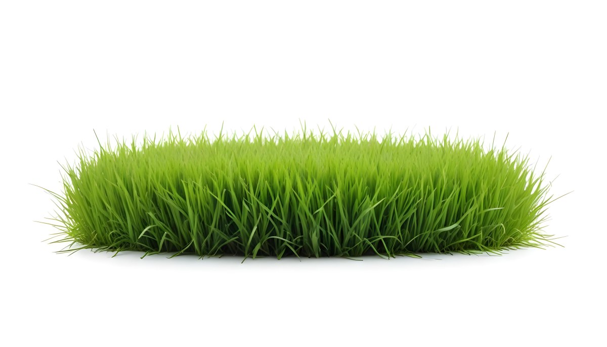 A Patch Of Green Grass Vibrant And Lush With Varying Shades Of Green Isolated On A White Background Creating A Clean And Simple Composition 26 0794