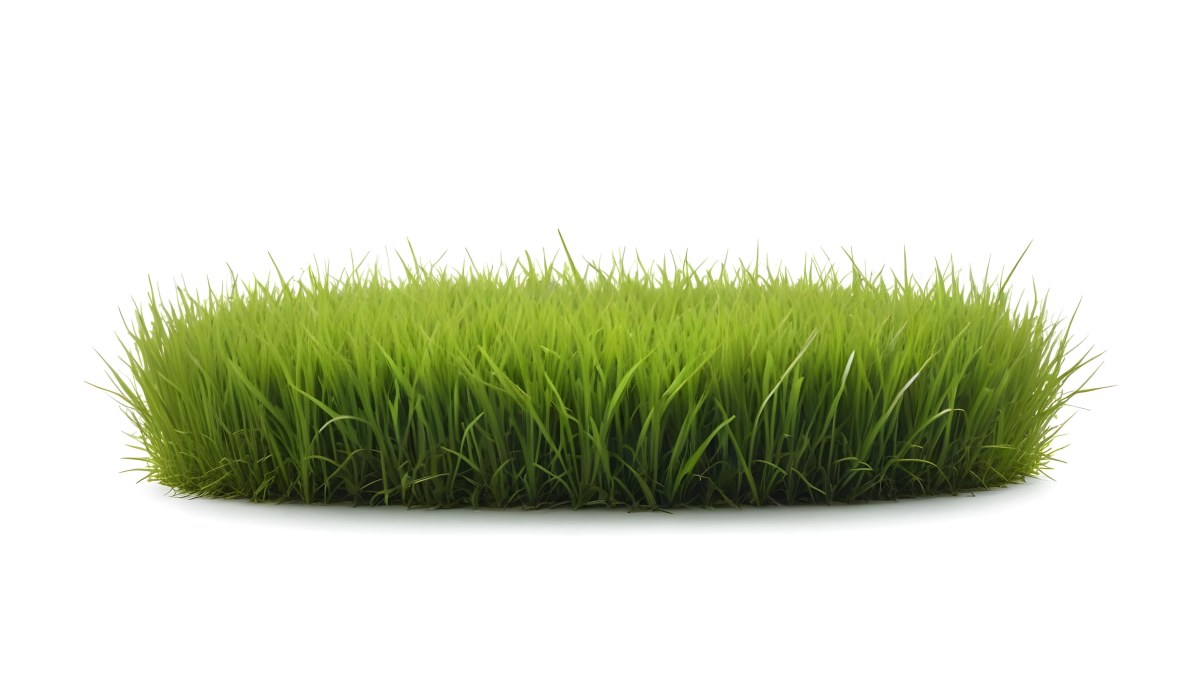 A Patch Of Green Grass Vibrant And Lush With Varying Shades Of Green Isolated On A White Background Creating A Clean And Simple Composition 27 Bdbe