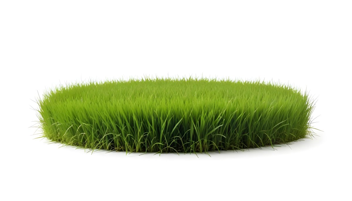 A Patch Of Green Grass Vibrant And Lush With Varying Shades Of Green Isolated On A White Background Creating A Clean And Simple Composition 4 Fd1f
