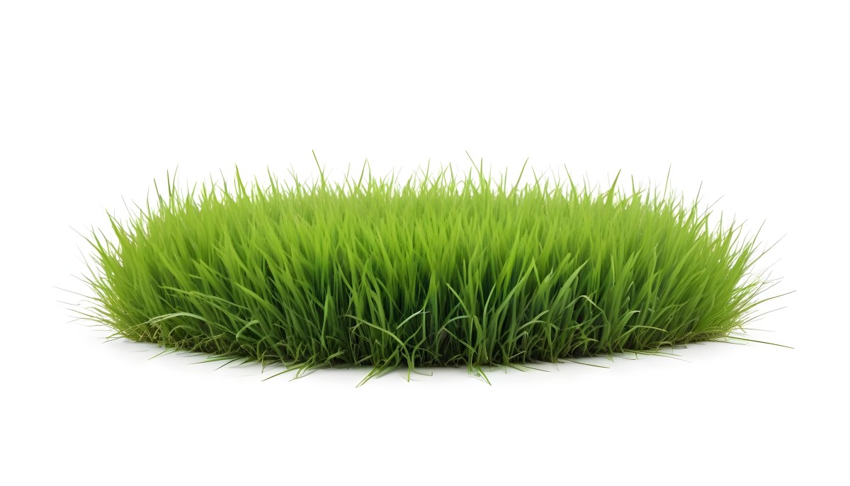 A Patch Of Green Grass Vibrant And Lush With Varying Shades Of Green Isolated On A White Background Creating A Clean And Simple Composition 5 79f3