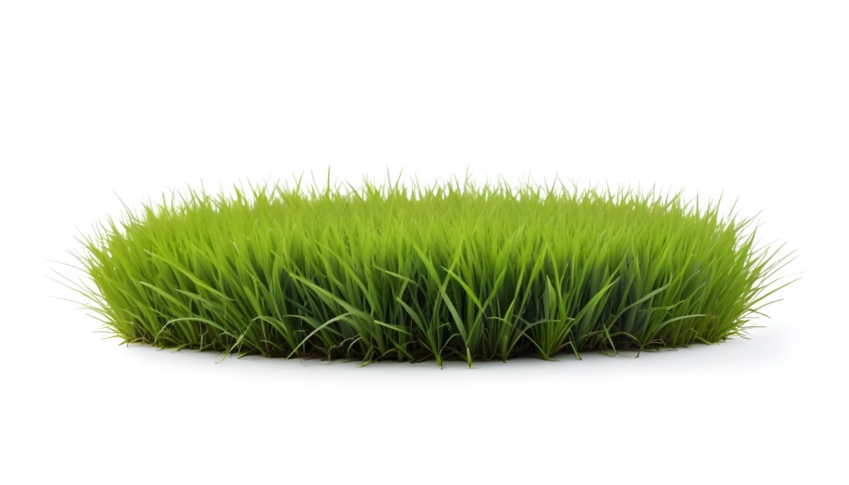 A Patch Of Green Grass Vibrant And Lush With Varying Shades Of Green Isolated On A White Background Creating A Clean And Simple Composition 7 7b21