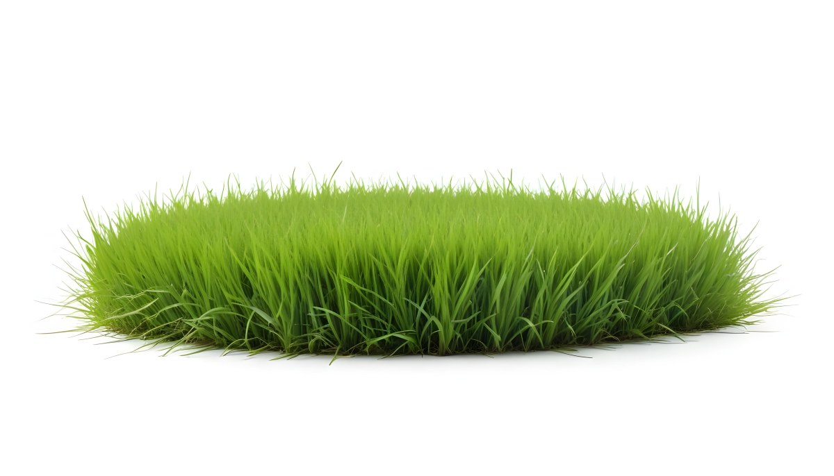 A Patch Of Green Grass Vibrant And Lush With Varying Shades Of Green Isolated On A White Background Creating A Clean And Simple Composition 8 F33c