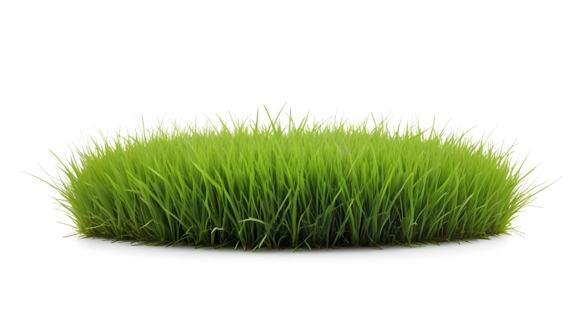 A Patch Of Green Grass Vibrant And Lush With Varying Shades Of Green Isolated On A White Background Creating A Clean And Simple Composition 9 2833