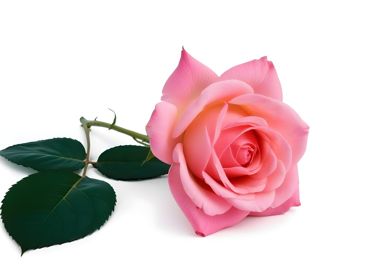 A Pink Rose With Green Leaves On A White Background The Flower Is In Full Bloom The Stem Is Short And Thin 36 E740
