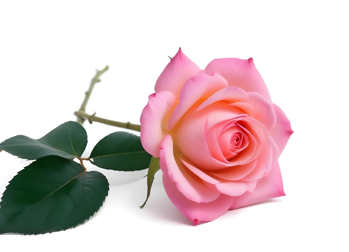 A Pink Rose With Green Leaves On A White Background The Flower Is In Full Bloom The Stem Is Short And Thin 4 614f