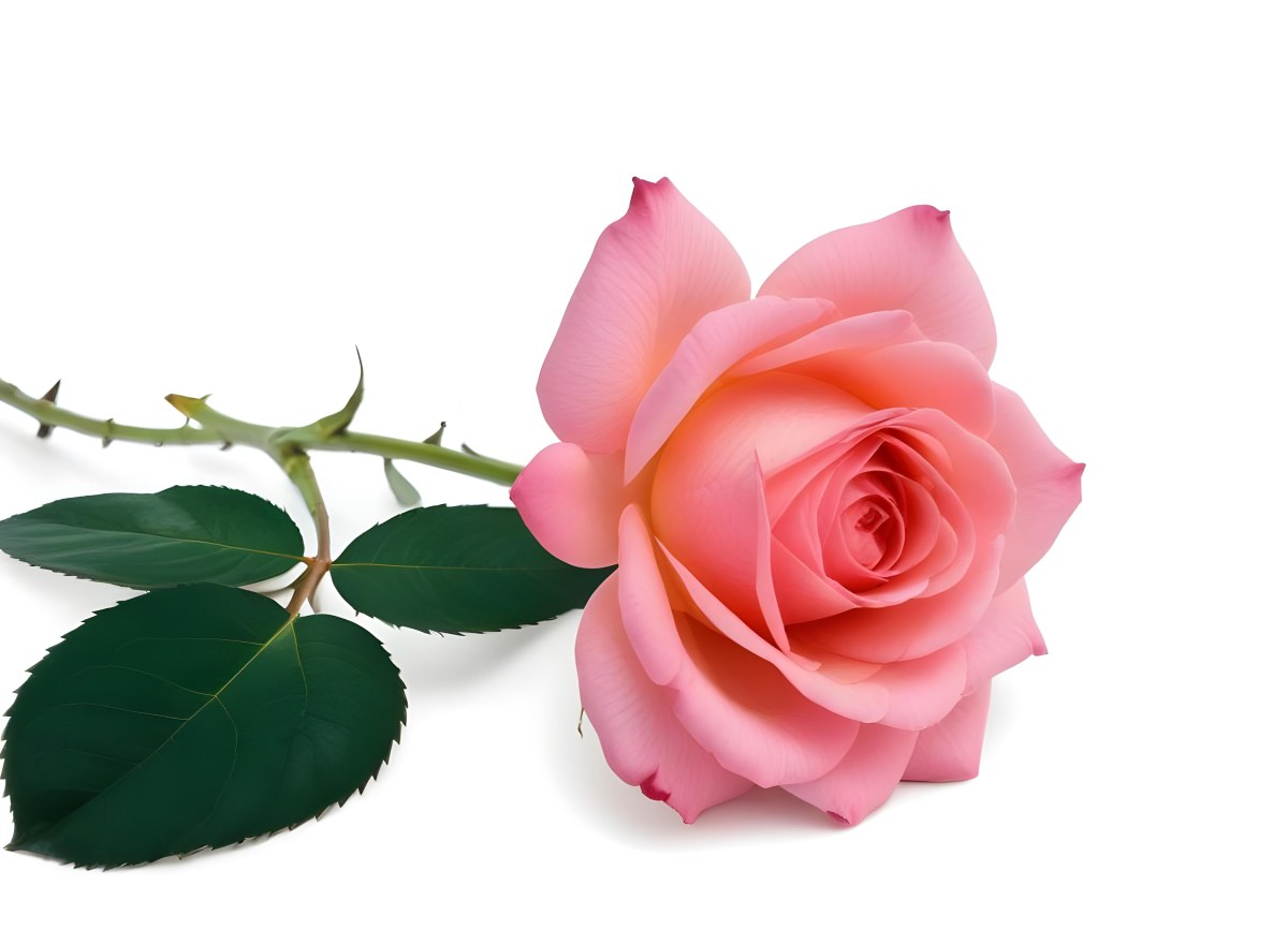 A Pink Rose With Green Leaves On A White Background The Flower Is In Full Bloom The Stem Is Short And Thin 5 E081