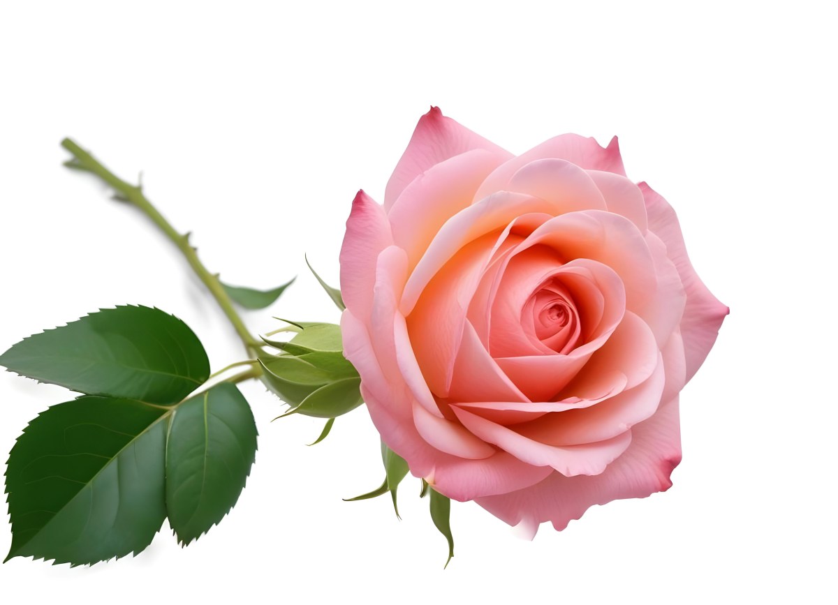A Pink Rose With Green Leaves On A White Background The Flower Is In Full Bloom The Stem Is Short And Thin 6 169c