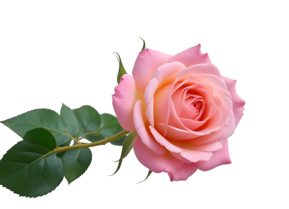 A Pink Rose With Green Leaves On A White Background The Flower Is In Full Bloom The Stem Is Short And Thin 8 7ce0