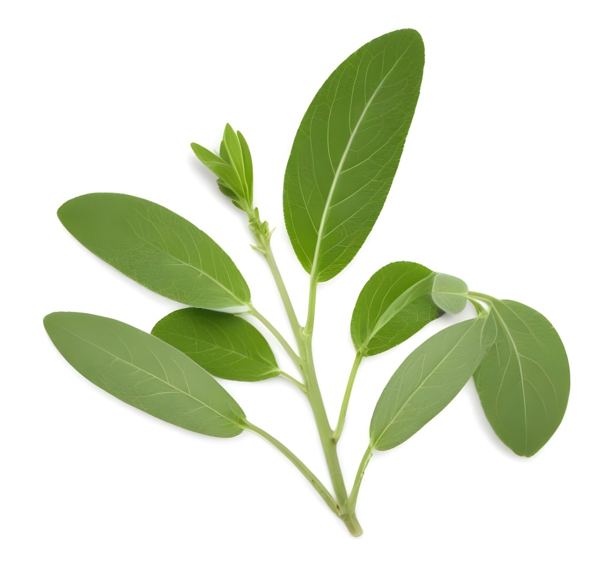 A Sage Branch With Green Leaves The Leaves Are Oval Shaped And Have A Slightly Fuzzy Texture The Background Is Plain White 5 3909