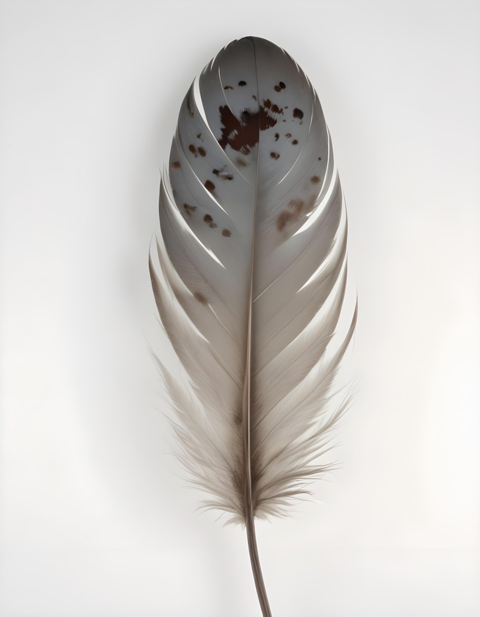 A Single Feather With Gray And Brown Patterns The Feather Is Slightly Curved On A Plain White Background Soft Lighting Close Up Shot 25 C1dc