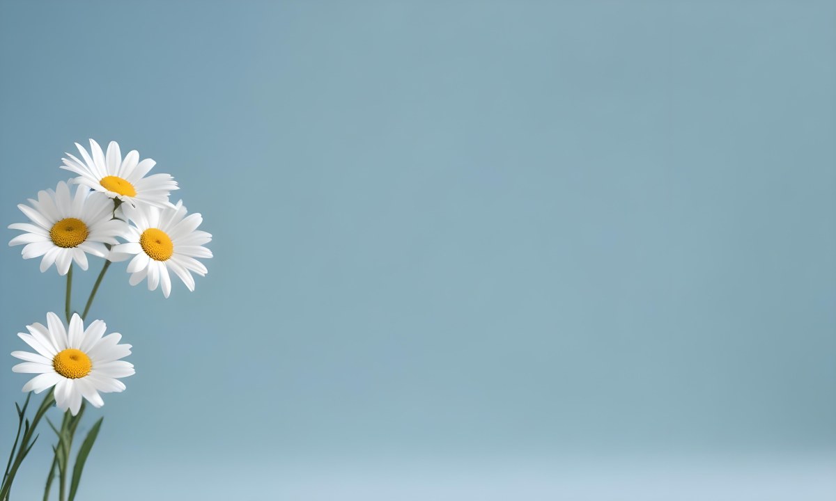 A Single White Daisy Flower Against A Light Blue Background 13