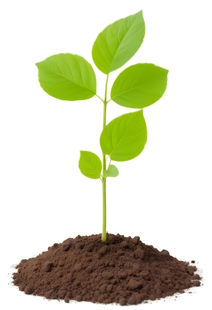 A Small Green Plant With Leaves Growing From A Pile Of Dirt Isolated On A White Background 20 200d