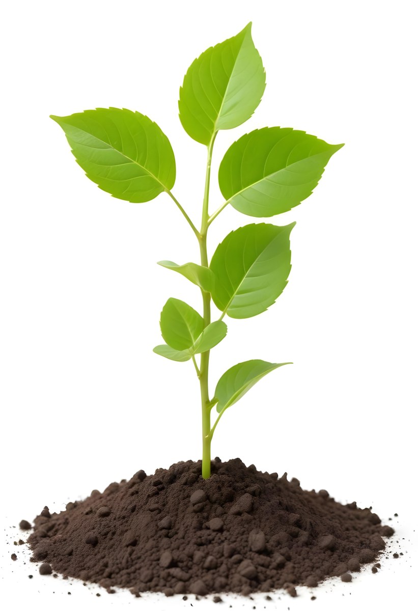 A Small Green Plant With Leaves Growing From A Pile Of Dirt Isolated On A White Background 21 E532