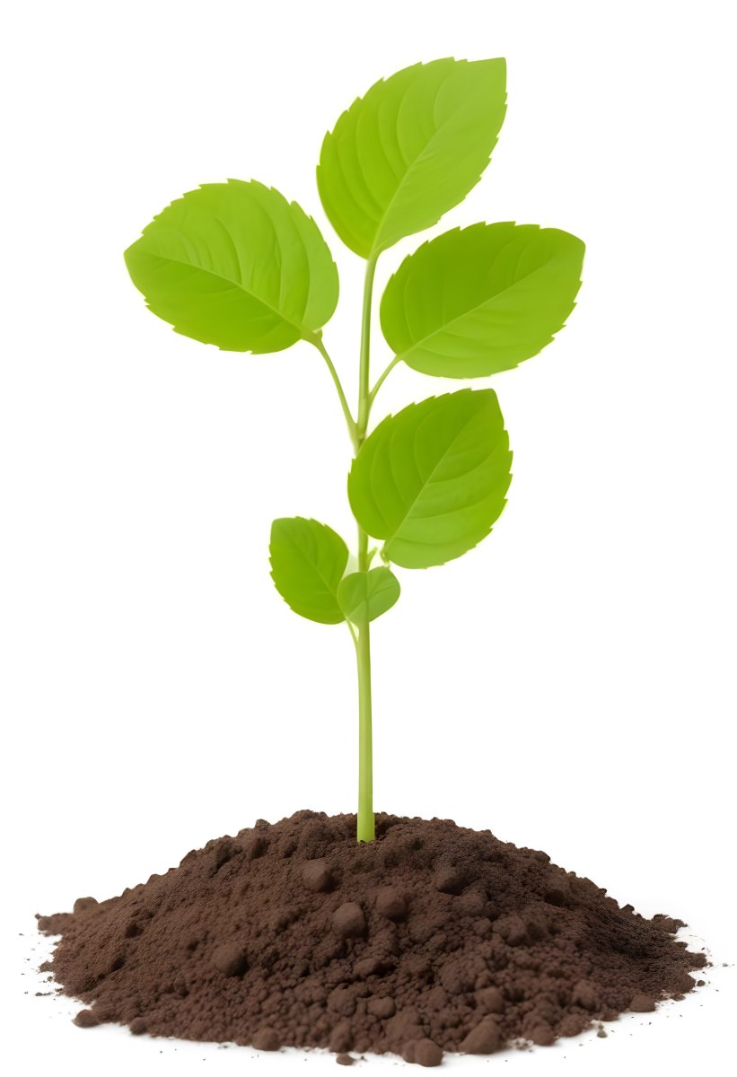 A Small Green Plant With Leaves Growing From A Pile Of Dirt Isolated On A White Background 34 20db