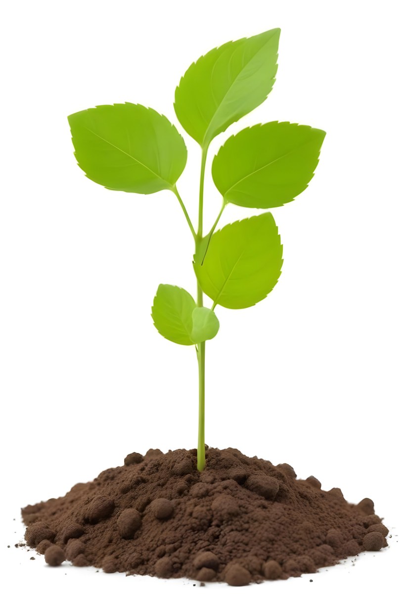 A Small Green Plant With Leaves Growing From A Pile Of Dirt Isolated On A White Background 36 1f5e