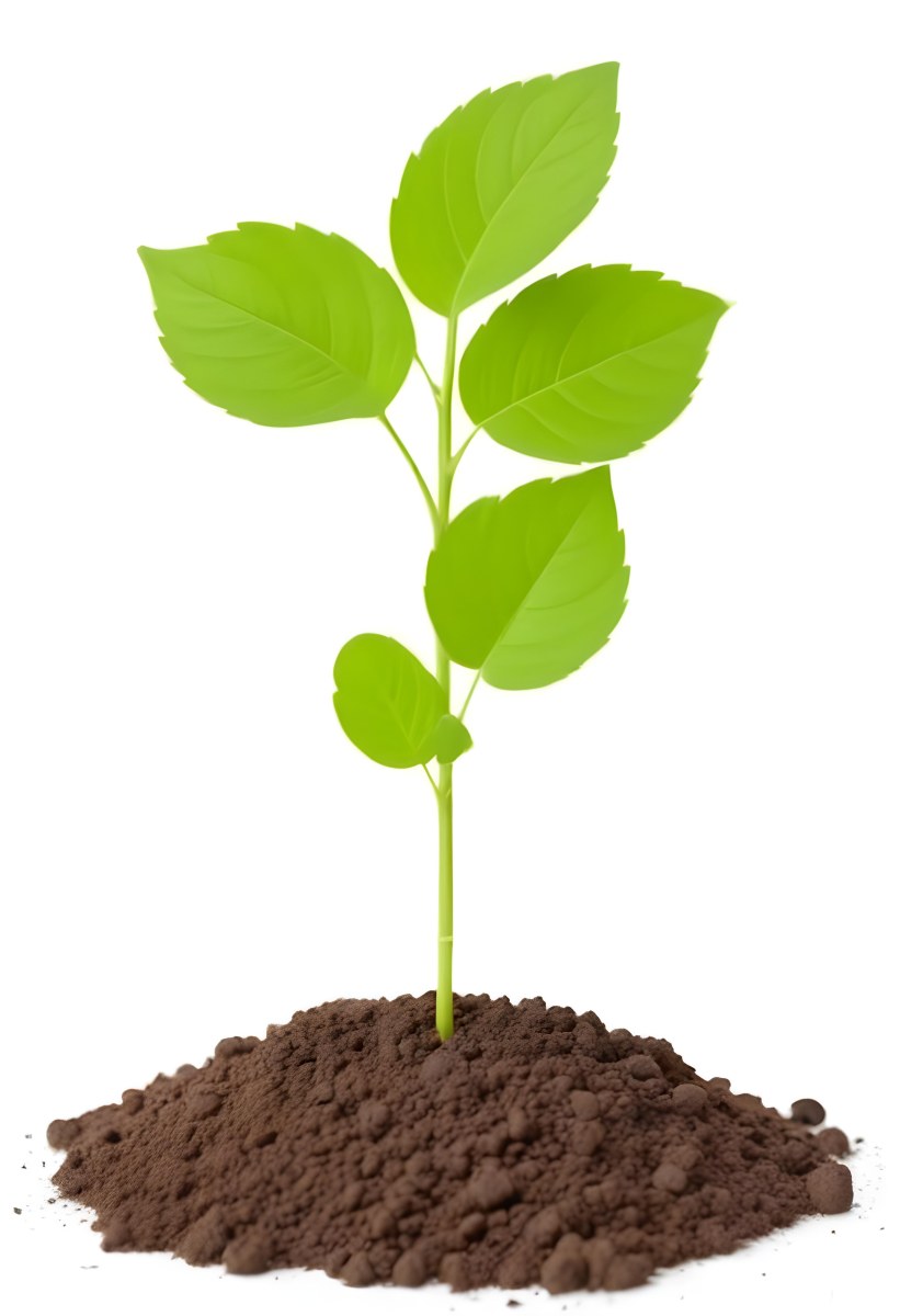A Small Green Plant With Leaves Growing From A Pile Of Dirt Isolated On A White Background 38 1450
