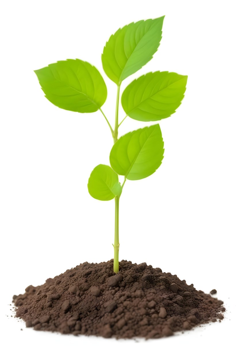 A Small Green Plant With Leaves Growing From A Pile Of Dirt Isolated On A White Background 4 3bd8