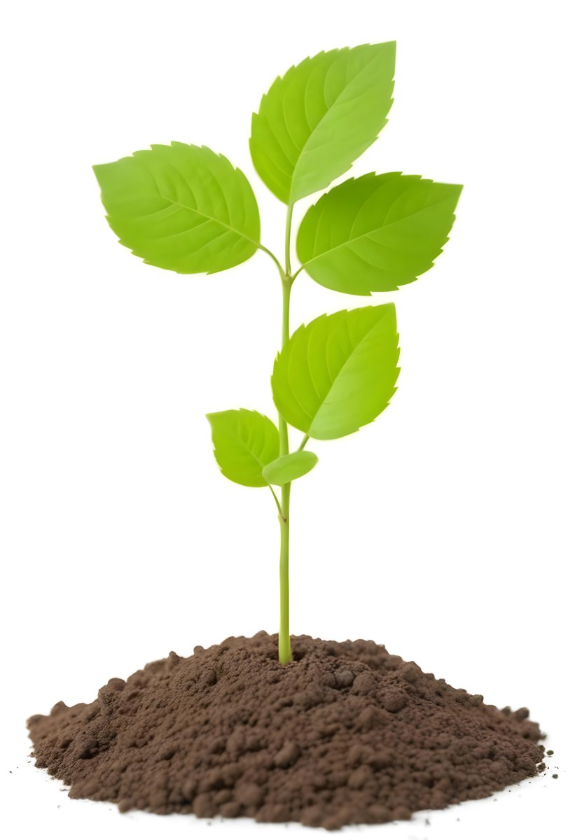 A Small Green Plant With Leaves Growing From A Pile Of Dirt Isolated On A White Background 7 933a